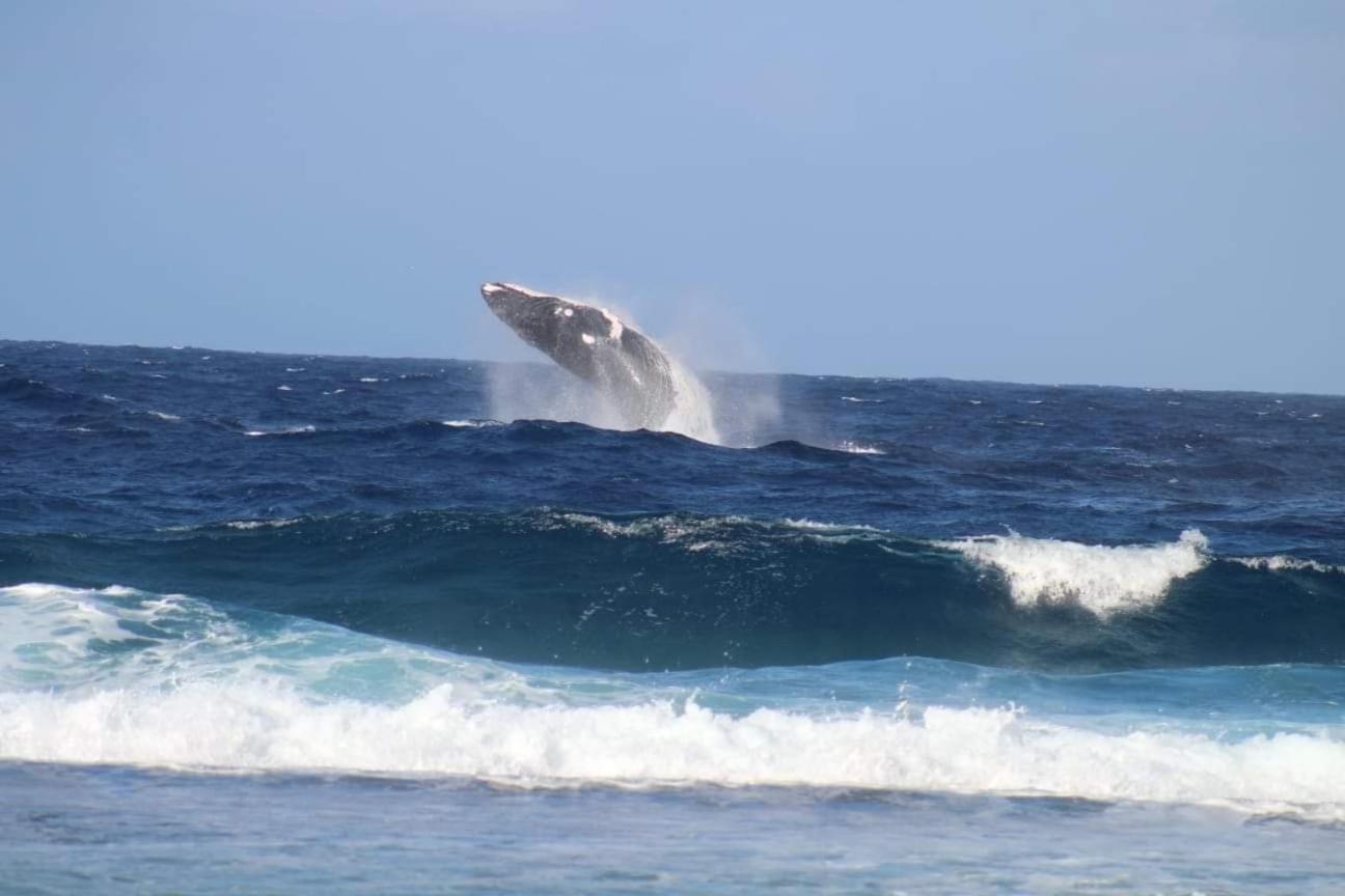 Bed and Breakfast Tifaifai Et Cafe Huahine Fare Exterior foto